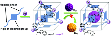 Graphical abstract: Tetrahedral metal–organic cages with cube-like cavities for selective encapsulation of fullerene guests and their spin-crossover properties