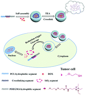 Graphical abstract: Fabrication of biocleavable shell cross-linked hybrid micelles for controlled drug release using a reducible silica monomer