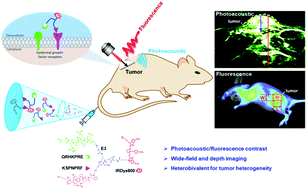 Graphical abstract: Dual-modal in vivo fluorescence and photoacoustic imaging using a heterodimeric peptide