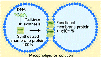 Graphical abstract: Quantitative analysis of cell-free synthesized membrane proteins at the stabilized droplet interface bilayer