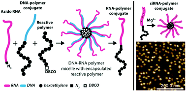 Graphical abstract: Templated synthesis of spherical RNA nanoparticles with gene silencing activity
