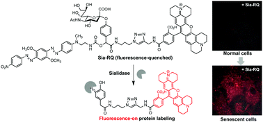 Graphical abstract: Senescence-associated sialidase revealed by an activatable fluorescence-on labeling probe