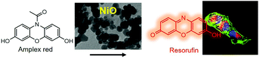 Graphical abstract: Highly active fluorogenic oxidase-mimicking NiO nanozymes