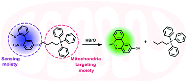 Graphical abstract: A ratiometric fluorescent probe for bioimaging and biosensing of HBrO in mitochondria upon oxidative stress