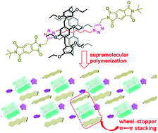Graphical abstract: Construction of [2]rotaxane-based supramolecular polymers driven by wheel-stopper π⋯π interactions