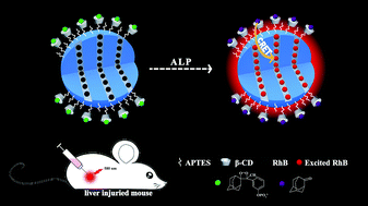 Graphical abstract: Lighting up alkaline phosphatase in drug-induced liver injury using a new chemiluminescence resonance energy transfer nanoprobe