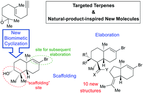 Graphical abstract: Construction of a diverse set of terpenoid decalin subunits from a common enantiomerically pure scaffold obtained by a biomimetic cationic cyclization