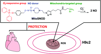 Graphical abstract: A mitochondria-targeted nitric oxide donor triggered by superoxide radical to alleviate myocardial ischemia/reperfusion injury