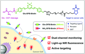 Graphical abstract: Dual-channel near-infrared fluorescent probe for real-time tracking of endogenous γ-glutamyl transpeptidase activity