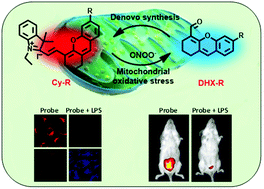 Graphical abstract: A ratiometric fluorescent probe for peroxynitrite prepared by de novo synthesis and its application in assessing the mitochondrial oxidative stress status in cells and in vivo