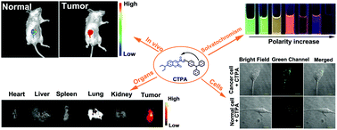 Graphical abstract: Rational design of a lipid-droplet-polarity based fluorescent probe for potential cancer diagnosis