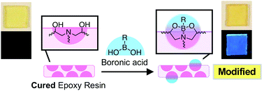 Graphical abstract: Modification of amine-cured epoxy resins by boronic acids based on their reactivity with intrinsic diethanolamine units