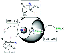Graphical abstract: Triphos–Fe dinitrogen and dinitrogen–hydride complexes: relevance to catalytic N2 reductions