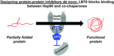 Graphical abstract: Protein–protein inhibitor designed de novo to target the MEEVD region on the C-terminus of Hsp90 and block co-chaperone activity