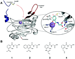 Graphical abstract: Small-molecules that covalently react with a human prolyl hydroxylase – towards activity modulation and substrate capture