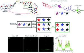 Graphical abstract: A highly selective and sensitive fluorescent probe for simultaneously distinguishing and sequentially detecting H2S and various thiol species in solution and in live cells