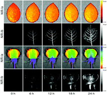 Graphical abstract: Near-infrared fluorescence imaging for vascular visualization and fungal detection in plants