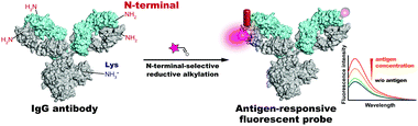 Graphical abstract: Antigen-responsive fluorescent antibody probes generated by selective N-terminal modification of IgGs