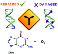 Graphical abstract: The other side of the superoxide radical anion: its ability to chemically repair DNA oxidized sites