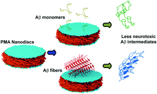 Graphical abstract: Alzheimer's amyloid-beta intermediates generated using polymer-nanodiscs