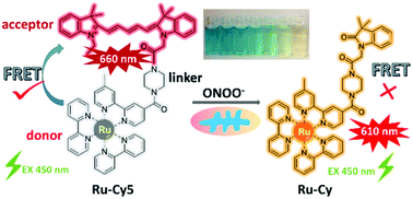 Graphical abstract: A ruthenium(ii) complex–cyanine energy transfer scaffold based luminescence probe for ratiometric detection and imaging of mitochondrial peroxynitrite