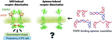 Graphical abstract: DNA aptamer assemblies as fibroblast growth factor mimics and their application in stem cell culture