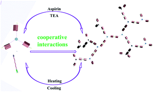 Graphical abstract: A dual-responsive hyperbranched supramolecular polymer constructed by cooperative host–guest recognition and hydrogen-bond interactions