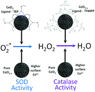 Graphical abstract: Ligand-mediated reversal of the oxidation state dependent ROS scavenging and enzyme mimicking activity of ceria nanoparticles