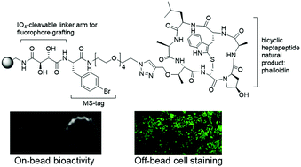 Graphical abstract: Solid-phase synthesis of a novel phalloidin analog with on-bead and off-bead actin-binding activity