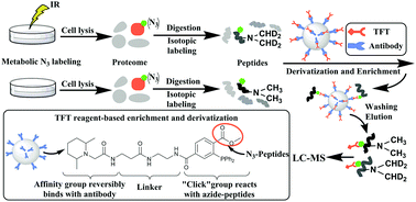 Graphical abstract: A triarylphosphine–trimethylpiperidine reagent for the one-step derivatization and enrichment of protein post-translational modifications and identification by mass spectrometry