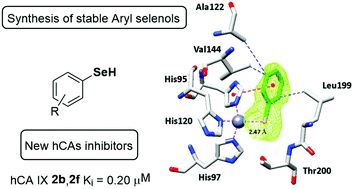 Graphical abstract: Selenols: a new class of carbonic anhydrase inhibitors