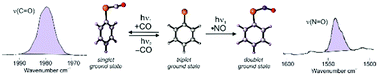Graphical abstract: Photochemical reactions of triplet phenylphosphinidene with carbon monoxide and nitric oxide