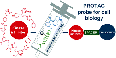 Graphical abstract: Solid-phase synthesis for thalidomide-based proteolysis-targeting chimeras (PROTAC)