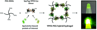 Graphical abstract: Engineering bioorthogonal protein–polymer hybrid hydrogel as a functional protein immobilization platform