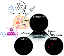 Graphical abstract: A rhodamine based fluorescent probe validates substrate and cellular hypoxia specific NADH expression