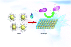 Graphical abstract: A hydrogel directly assembled from a copper metal–organic polyhedron for antimicrobial application