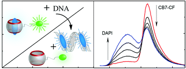 Graphical abstract: Ratiometric DNA sensing with a host–guest FRET pair