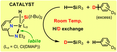 Graphical abstract: Silyl–pyridine–amine pincer-ligated iridium complexes for catalytic silane deuteration via room temperature C–D bond activation of benzene-d6