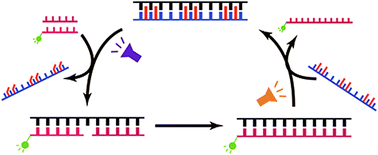 Graphical abstract: Photo-regulatable DNA isothermal amplification by template-mediated ligation