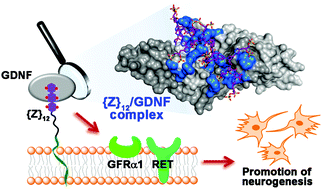 Graphical abstract: Directing GDNF-mediated neuronal signaling with proactively programmable cell-surface saccharide-free glycosaminoglycan mimetics