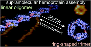 Graphical abstract: A ring-shaped hemoprotein trimer thermodynamically controlled by the supramolecular heme–heme pocket interaction