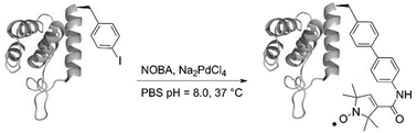 Graphical abstract: Site-directed spin labelling of proteins by Suzuki–Miyaura coupling via a genetically encoded aryliodide amino acid