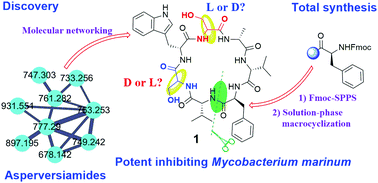 Graphical abstract: Discovery, absolute assignments, and total synthesis of asperversiamides A–C and their potent activity against Mycobacterium marinum