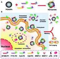 Graphical abstract: A peptide-based four-color fluorescent polydopamine nanoprobe for multiplexed sensing and imaging of proteases in living cells
