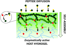Graphical abstract: Enzyme-assisted self-assembly within a hydrogel induced by peptide diffusion