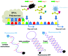 Graphical abstract: Site-specific incorporation of multiple units of functional nucleotides into DNA using a step-wise approach with polymerase and its application to monitoring DNA structural changes