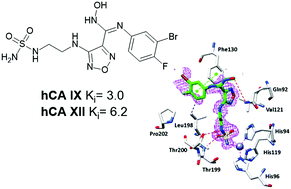 Graphical abstract: Polypharmacology of epacadostat: a potent and selective inhibitor of the tumor associated carbonic anhydrases IX and XII
