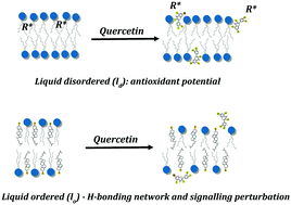 Graphical abstract: Quercetin dual interaction at the membrane level