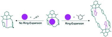 Graphical abstract: Ligand-modulated ring-expansion