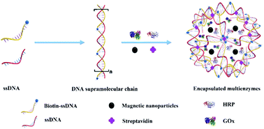 Graphical abstract: Self-assembly of a magnetic DNA hydrogel as a new biomaterial for enzyme encapsulation with enhanced activity and stability